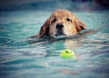 Unleashing the Power of Pawsitivity: Transform Your Pup with Dog Socialization Classes