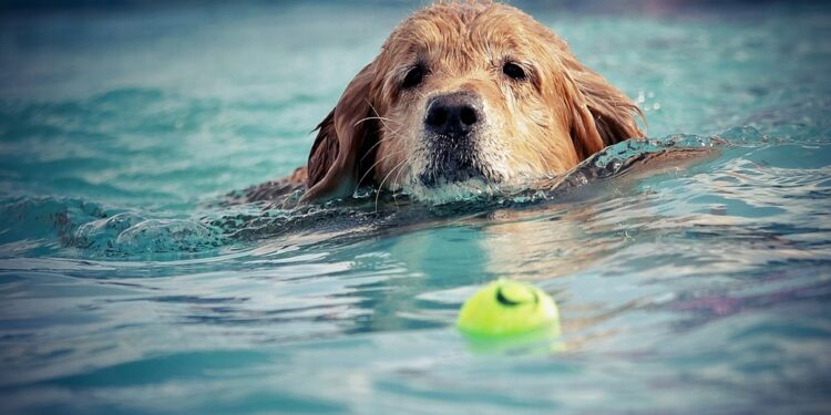 Unleashing the Power of Pawsitivity: Transform Your Pup with Dog Socialization Classes