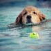 Unleashing the Power of Pawsitivity: Transform Your Pup with Dog Socialization Classes