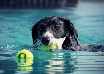 Unleashing Potential: Finding the Best Dog School Near Me