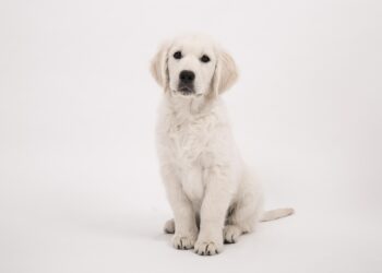 The Enchanting World of Small Dog Breeds: Discovering the Perfect Companion for You