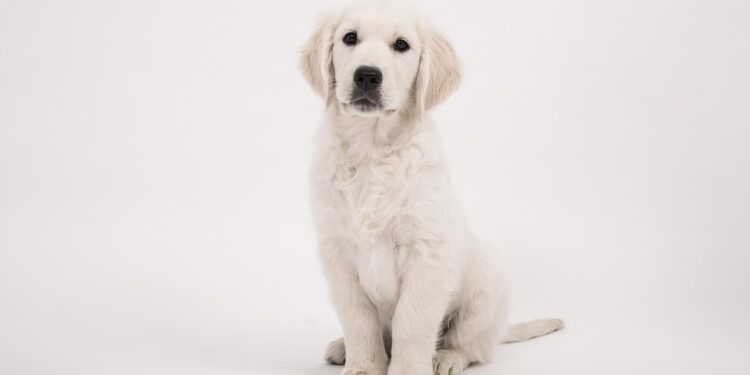 The Enchanting World of Small Dog Breeds: Discovering the Perfect Companion for You