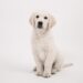 The Enchanting World of Small Dog Breeds: Discovering the Perfect Companion for You