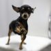 Pawsitively Perfect: The Ultimate Guide to Moving Your Dog’s Toys with Ease