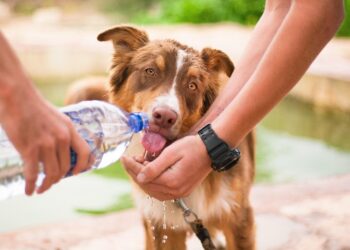 Unleash the Adventure: The Ultimate Guide to Rope Dog Leashes