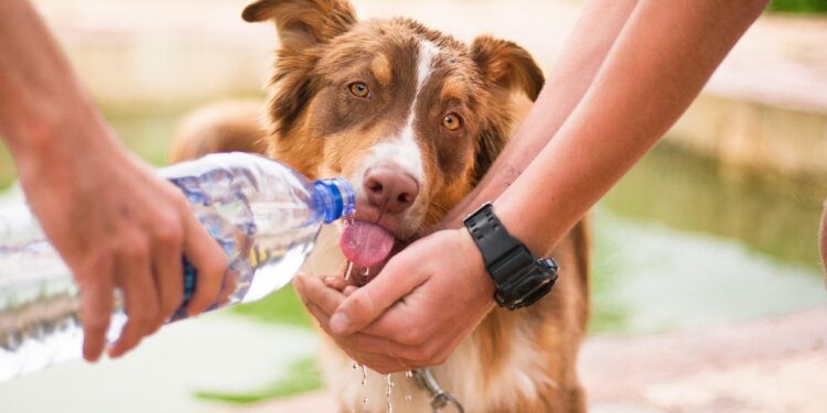 Unleash the Adventure: The Ultimate Guide to Rope Dog Leashes