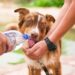 Unleash the Adventure: The Ultimate Guide to Rope Dog Leashes