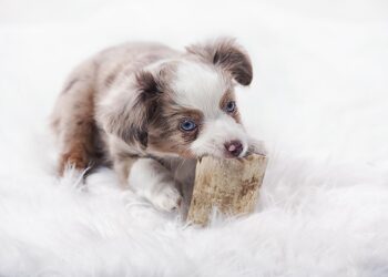 Pawsitively Fun: The Ultimate Guide to Dog Ball Toys for Playful Pups