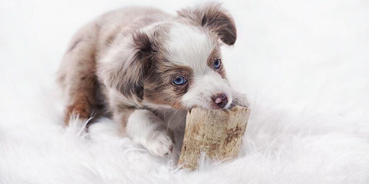 Pawsitively Fun: The Ultimate Guide to Dog Ball Toys for Playful Pups