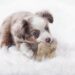 Pawsitively Fun: The Ultimate Guide to Dog Ball Toys for Playful Pups