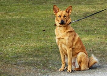Unleash Your Freedom: The Benefits of Retractable Leashes