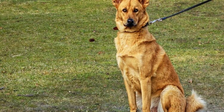 Unleash Your Freedom: The Benefits of Retractable Leashes