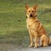 Unleash Your Freedom: The Benefits of Retractable Leashes