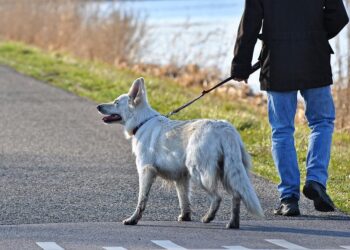 The Ultimate Guide to Choosing the Best Dog Leash for Your Pup