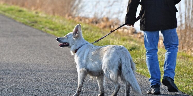 The Ultimate Guide to Choosing the Best Dog Leash for Your Pup