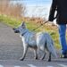 The Ultimate Guide to Choosing the Best Dog Leash for Your Pup