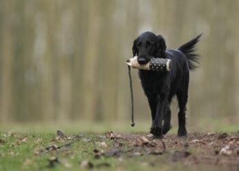 Unleashing the Best in Your Dog: Understanding and Solving Common Behavior Issues