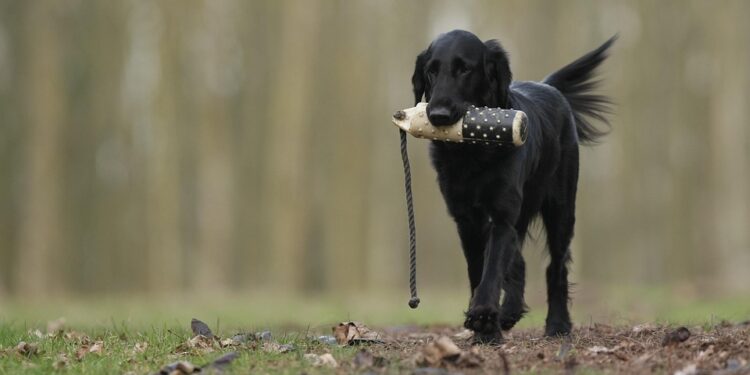 Unleashing the Best in Your Dog: Understanding and Solving Common Behavior Issues