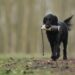 Unleashing the Best in Your Dog: Understanding and Solving Common Behavior Issues