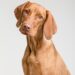 Healthy Homemade Dog Treats: Vet-Approved Recipes Without Flour