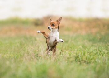 Non-Shedding Superstars: The Best Apartment Dogs for a Clean and Cozy Home