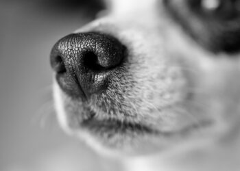Top 10 Kid-Friendly Dog Breeds: The Perfect Pups for Your Family!