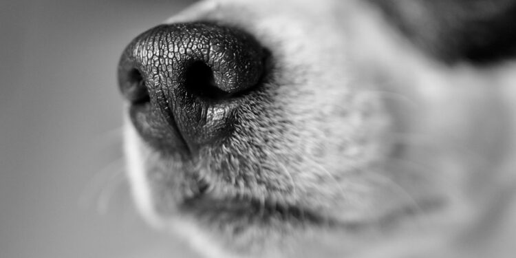 Top 10 Kid-Friendly Dog Breeds: The Perfect Pups for Your Family!