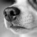 Top 10 Kid-Friendly Dog Breeds: The Perfect Pups for Your Family!