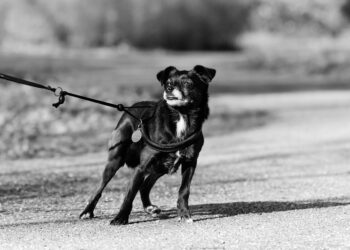 Paws and Pedals: The Ultimate Guide to Dog Bike Leashes