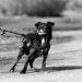 Paws and Pedals: The Ultimate Guide to Dog Bike Leashes