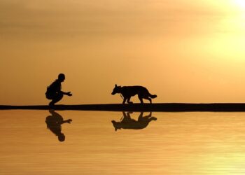Unleash the Adventure: The Ultimate Guide to Dog Bike Leashes