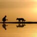 Unleash the Adventure: The Ultimate Guide to Dog Bike Leashes
