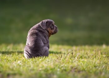 Top 10 Kid-Friendly Dog Breeds: Choosing the Perfect Furry Companion for Your Family