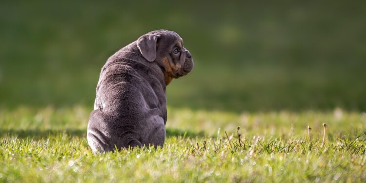 Top 10 Kid-Friendly Dog Breeds: Choosing the Perfect Furry Companion for Your Family