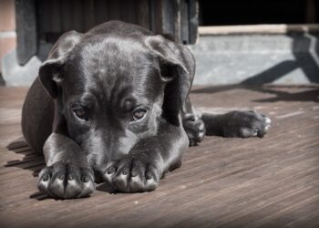 Tail-Wagging Taste Test: Top Dog Foods for Picky Eaters in Large Breeds