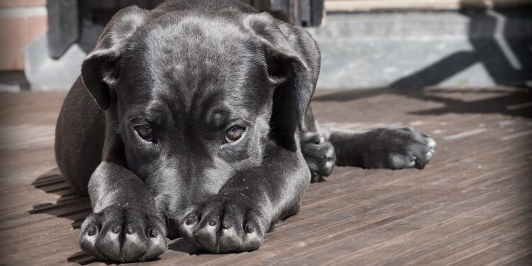Tail-Wagging Taste Test: Top Dog Foods for Picky Eaters in Large Breeds