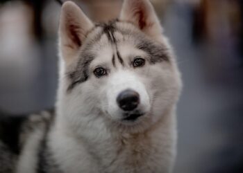 The Top 10 Best Apartment Dogs for Busy Owners: Perfect Companions for Those Who Need to Leave Them Alone