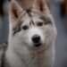 The Top 10 Best Apartment Dogs for Busy Owners: Perfect Companions for Those Who Need to Leave Them Alone
