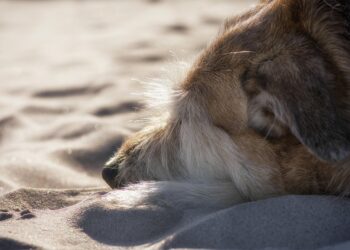 The Ultimate Guard Dogs: Top Breeds for Family Protection