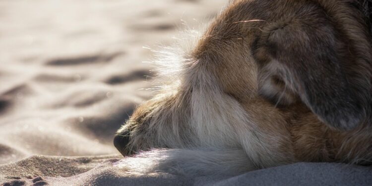 The Ultimate Guard Dogs: Top Breeds for Family Protection