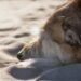 The Ultimate Guard Dogs: Top Breeds for Family Protection