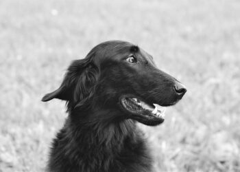 Unleashing the Charm: Top Medium-Sized Short-Haired Dog Breeds for Every Home