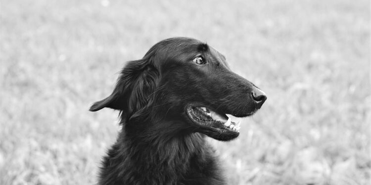 Unleashing the Charm: Top Medium-Sized Short-Haired Dog Breeds for Every Home