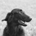 Unleashing the Charm: Top Medium-Sized Short-Haired Dog Breeds for Every Home