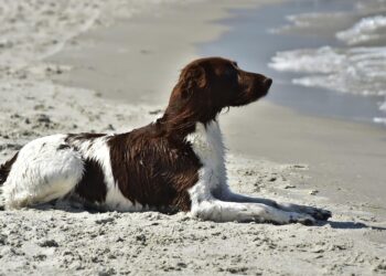 Perfect Pint-Sized Playmates: The Best Small Hypoallergenic Dogs for Kids