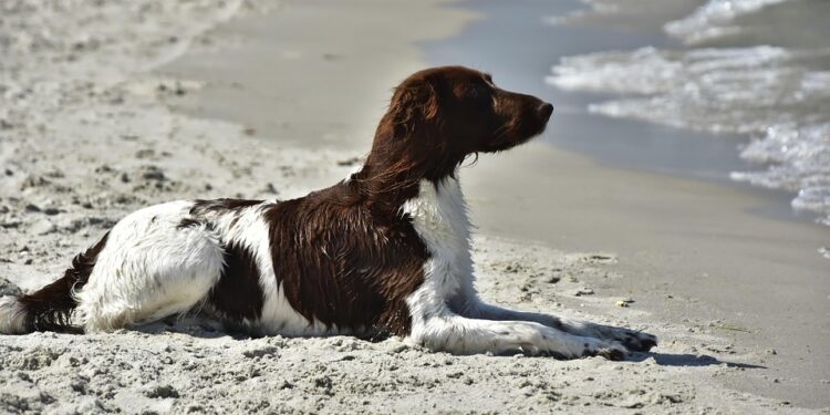 Perfect Pint-Sized Playmates: The Best Small Hypoallergenic Dogs for Kids