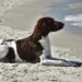 Perfect Pint-Sized Playmates: The Best Small Hypoallergenic Dogs for Kids