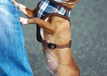 Rainy Day Ready: The Ultimate Dog Rain Coat for Pups on the Go!