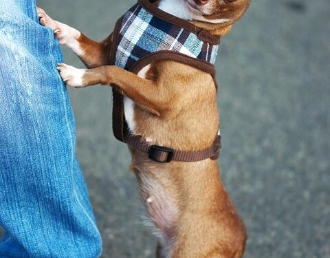 Rainy Day Ready: The Ultimate Dog Rain Coat for Pups on the Go!