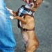 Rainy Day Ready: The Ultimate Dog Rain Coat for Pups on the Go!